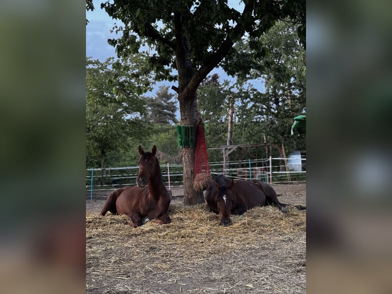 Arabian horses Mare 8 years 15,2 hh Chestnut in Zeithain