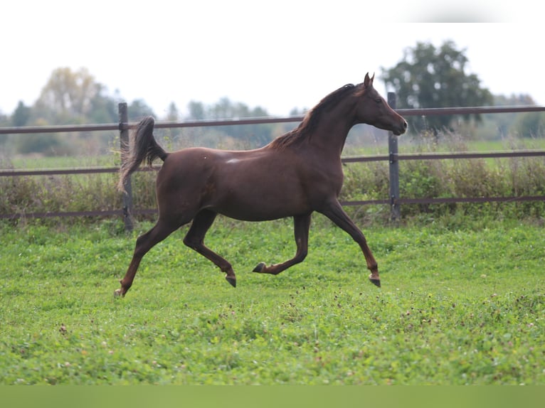 Arabian horses Mare 8 years 15,2 hh Chestnut in Zeithain