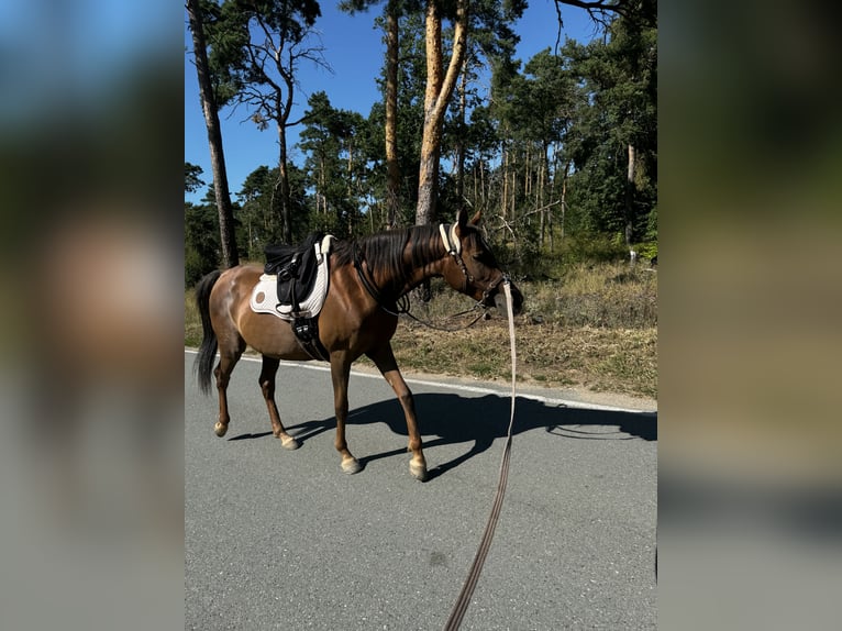 Arabian horses Mare 8 years 15,2 hh Chestnut in Zeithain
