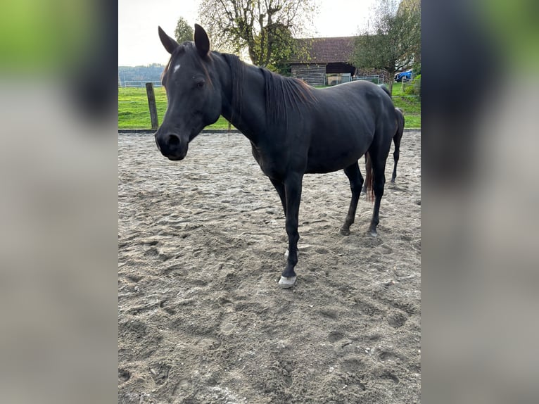 Arabian horses Mare 8 years 16 hh Black in Ermensee