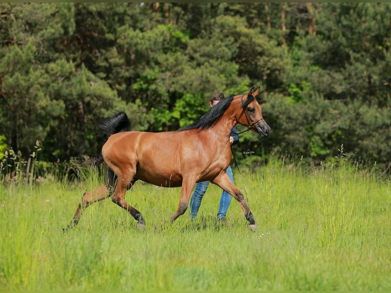 Arabian horses Mare 8 years Brown in Wielogóra