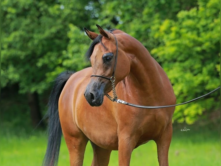 Arabian horses Mare 8 years Brown in Wielogóra