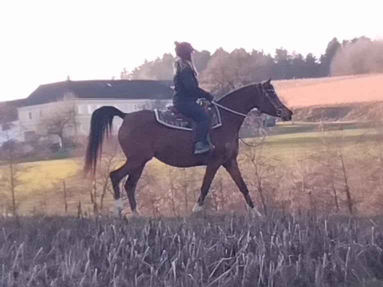 Arabian horses Mare 8 years Brown in Wallsee