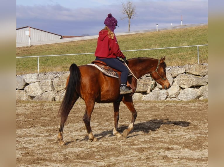 Arabian horses Mare 8 years Brown in Wallsee