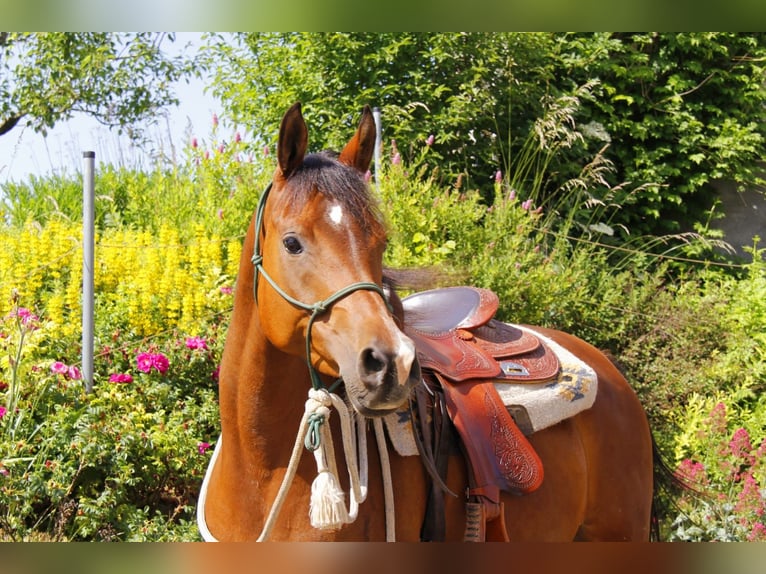 Arabian horses Mare 8 years Brown in Wallsee
