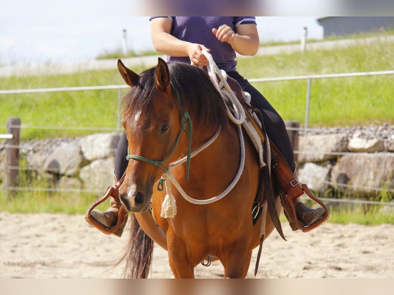 Arabian horses Mare 8 years Brown in Wallsee