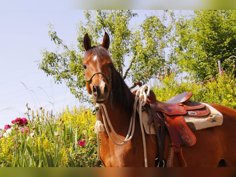 Arabian horses Mare 8 years Brown in Wallsee