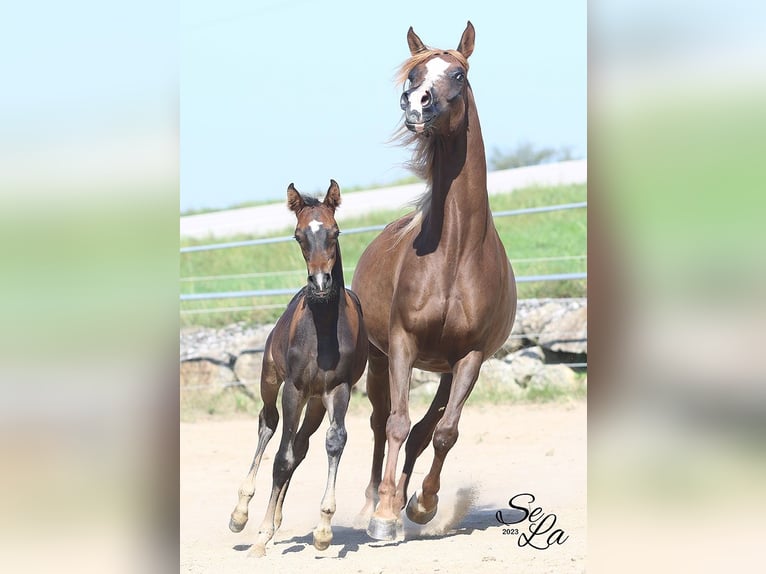 Arabian horses Mare 8 years Chestnut in Wallsee