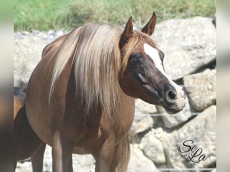 Arabian horses Mare 8 years Chestnut in Wallsee Arabian horses Mare 8 years Chestnut in Wallsee