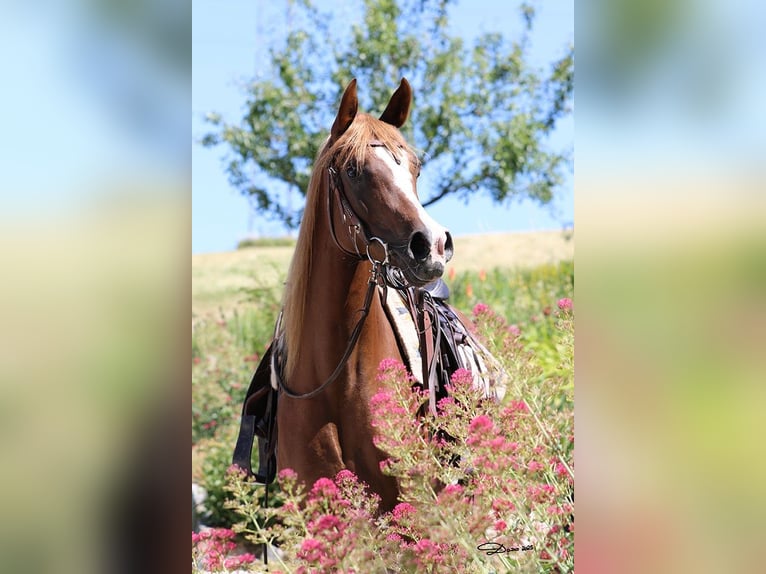 Arabian horses Mare 8 years Chestnut in Wallsee