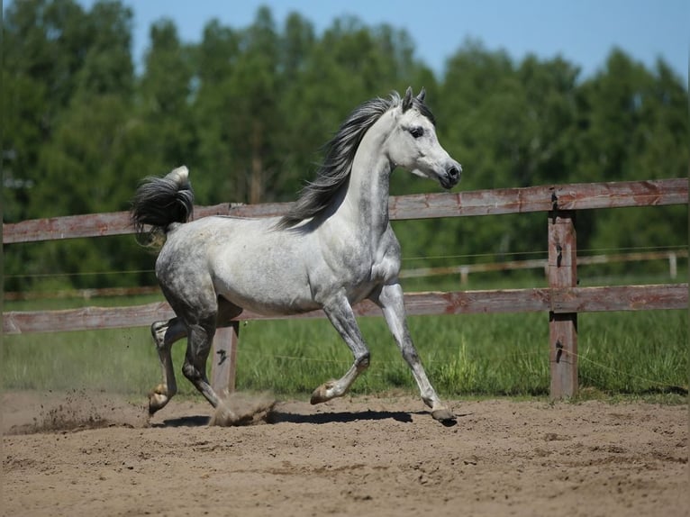 Arabian horses Mare 8 years Gray in WOLA LOKOTOWA