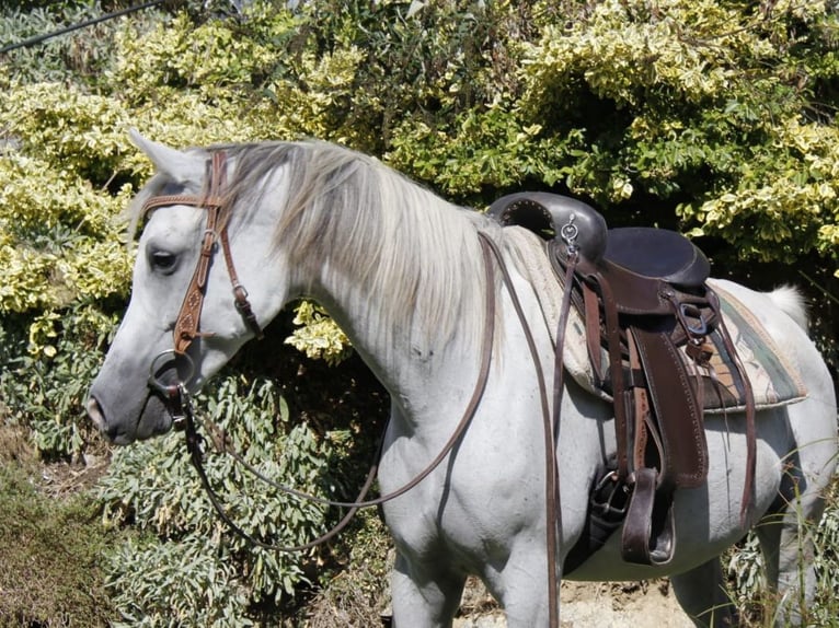 Arabian horses Mare 8 years Grey in Wallsee