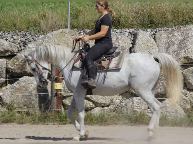 Arabian horses Mare 8 years Grey in Wallsee