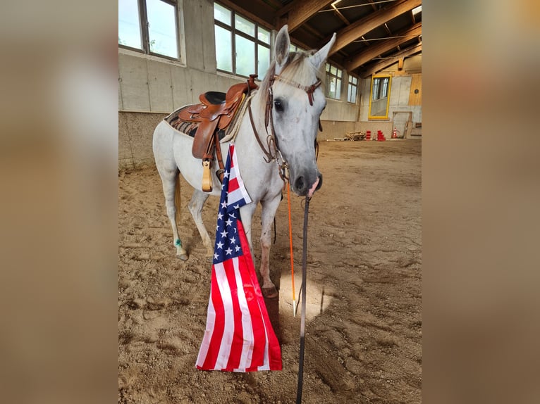 Arabian horses Mare 8 years Grey in Wallsee