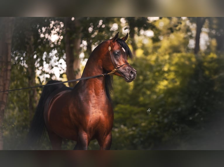 Arabian horses Mare 8 years Sorrel in Elgezabal