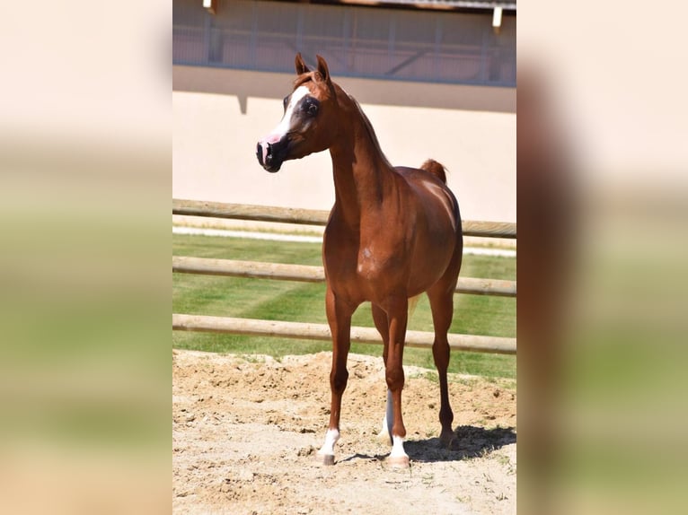 Arabian horses Mare 8 years Sorrel in Elgezabal