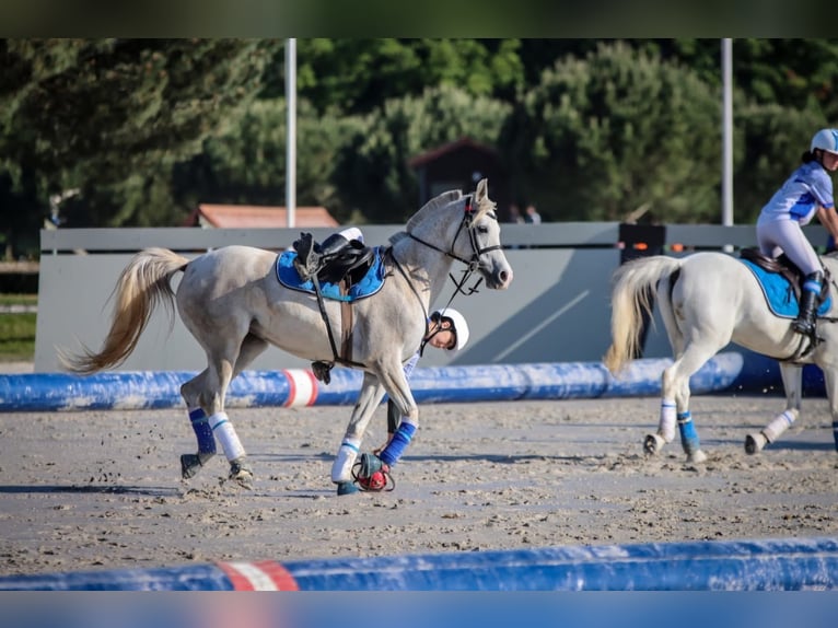Arabian horses Mare 9 years 14.1 hh Grey in Vilert