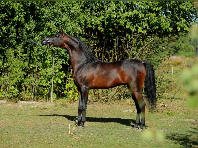 Arabian horses Mare 9 years 14.2 hh Chestnut-Red in Lodz