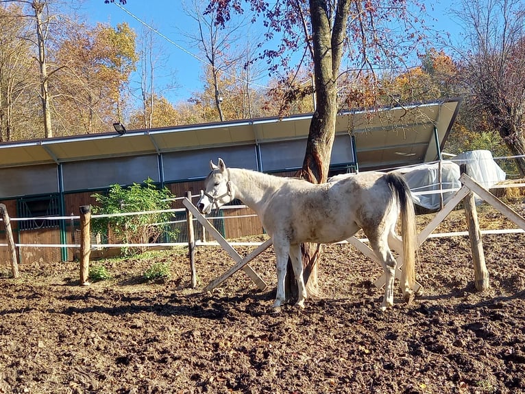 Arabian horses Mare 9 years 14,2 hh Gray-Fleabitten in Neviano degli Arduini- Parma