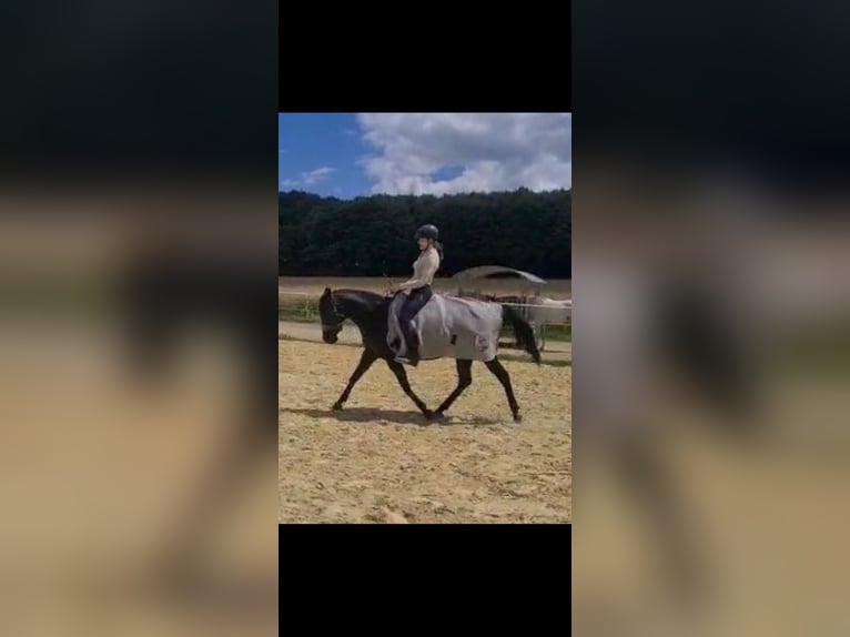 Arabian horses Mare 9 years 14,2 hh Rabicano in Detmold