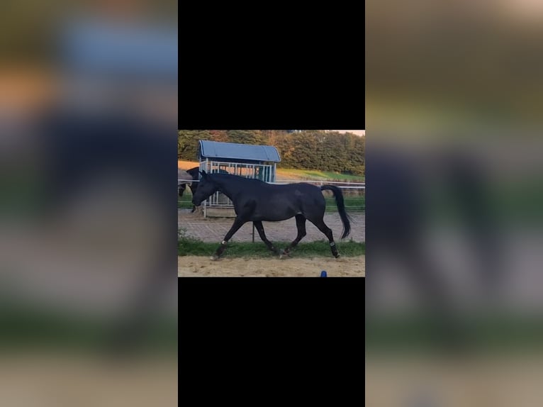 Arabian horses Mare 9 years 14,2 hh Rabicano in Detmold