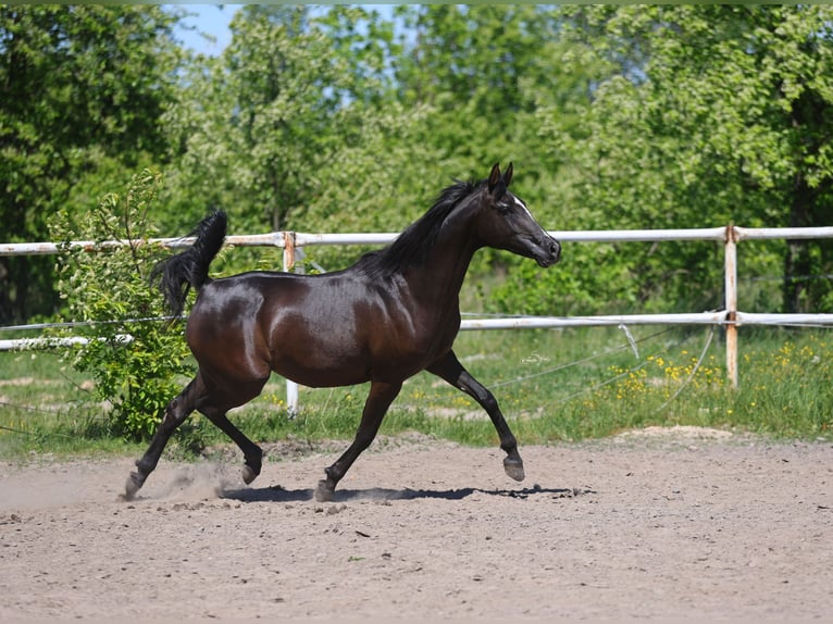 Arabian horses Mare 9 years 14.3 hh Black in Lodz