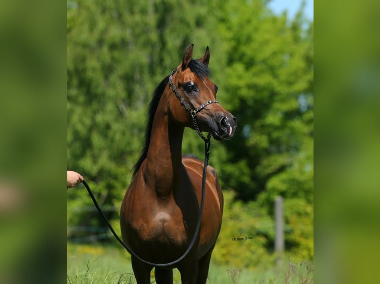 Arabian horses Mare 9 years 14,3 hh Brown in LODZ