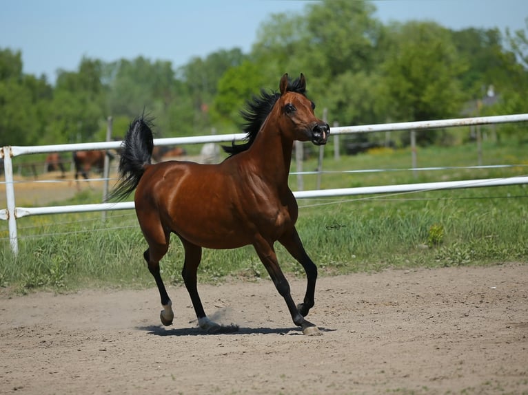 Arabian horses Mare 9 years 14,3 hh Brown in LODZ