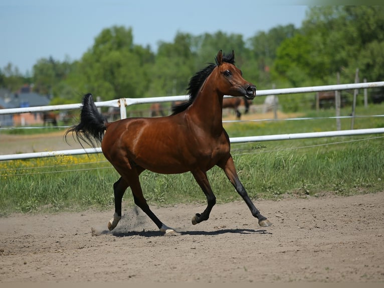 Arabian horses Mare 9 years 14,3 hh Brown in LODZ