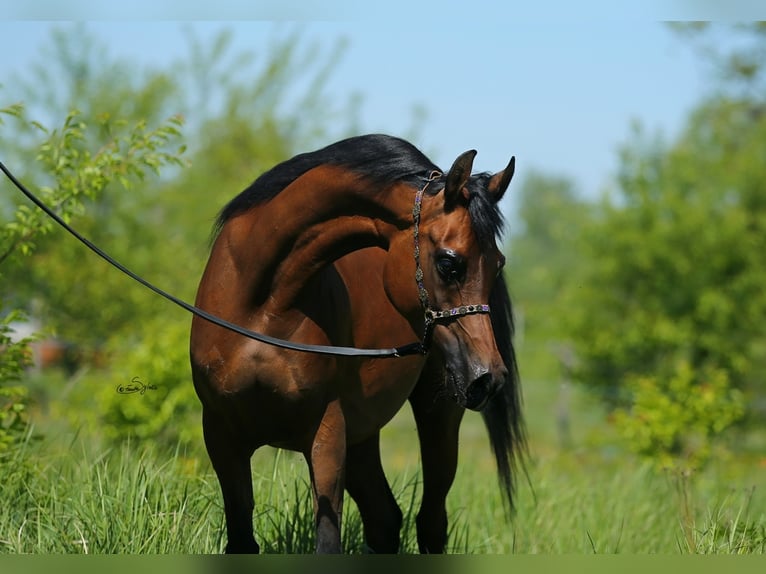 Arabian horses Mare 9 years 14,3 hh Brown in LODZ