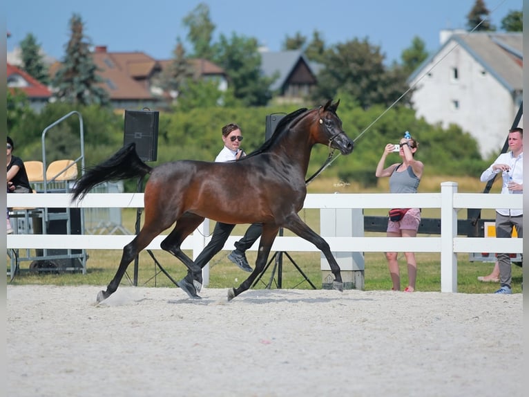 Arabian horses Mare 9 years 14,3 hh Brown in LODZ