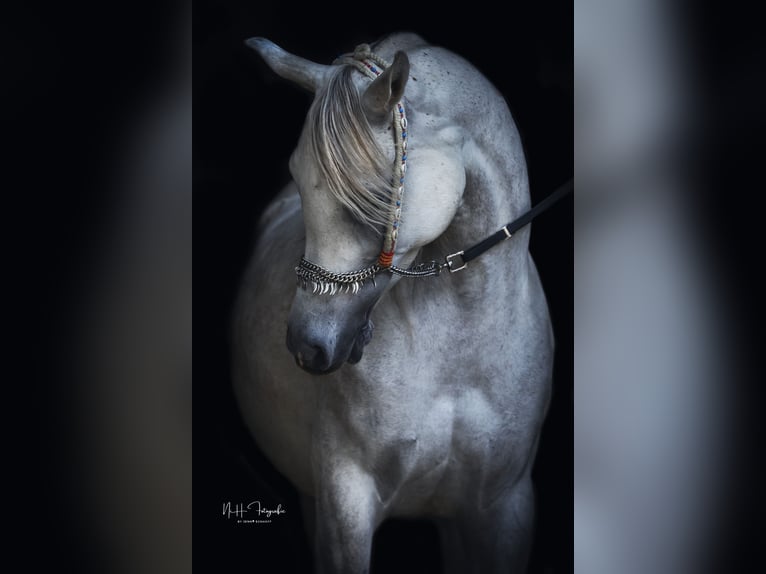 Arabian horses Mare 9 years 14.3 hh Grey-Fleabitten in Neuhaus