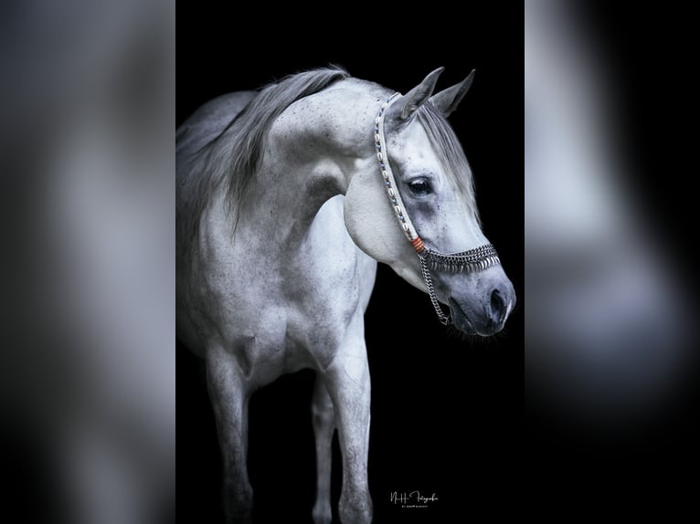 Arabian horses Mare 9 years 14.3 hh Grey-Fleabitten in Neuhaus
