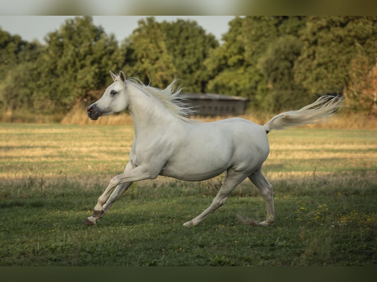 Arabian horses Mare 9 years 14.3 hh Grey-Fleabitten in Neuhaus