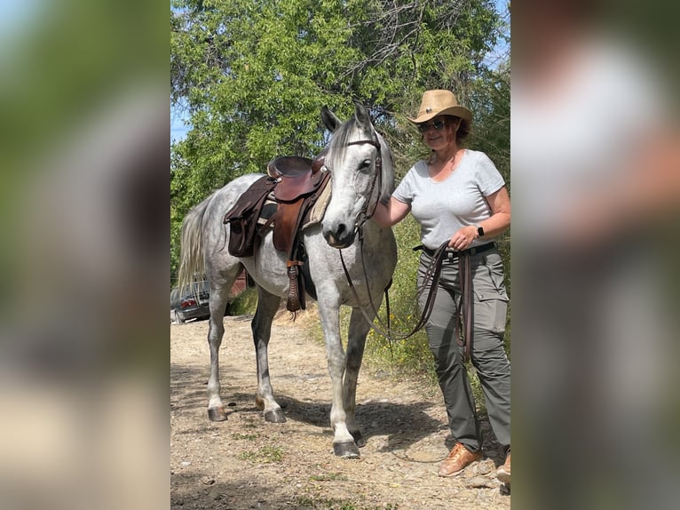 Arabian horses Mare 9 years 14 hh Grey-Dapple in Pamfila