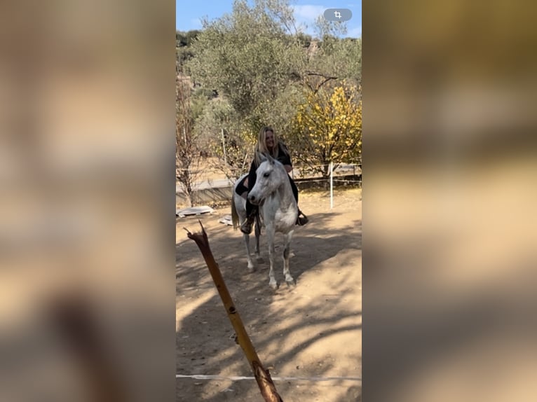Arabian horses Mare 9 years 14 hh Grey-Dapple in Pamfila