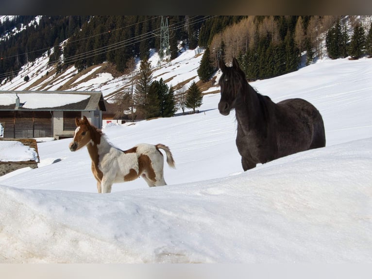 Arabian horses Mare 9 years 14,2 hh Black in Hinterrhein