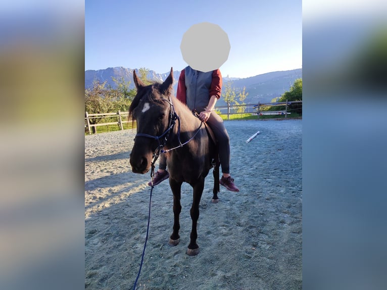 Arabian horses Mare 9 years 14,2 hh Black in Hinterrhein