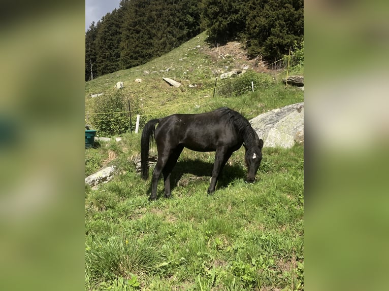 Arabian horses Mare 9 years 14,2 hh Black in Hinterrhein