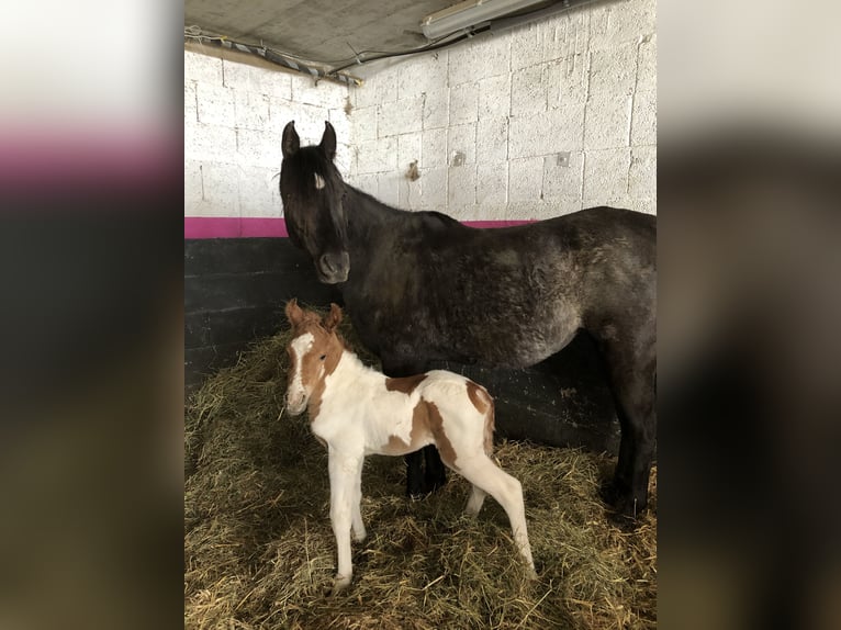 Arabian horses Mare 9 years 14,2 hh Black in Hinterrhein