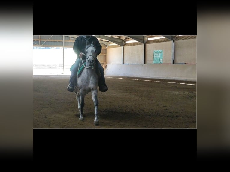 Arabian horses Mare 9 years 14,2 hh Gray-Dapple in Parsberg