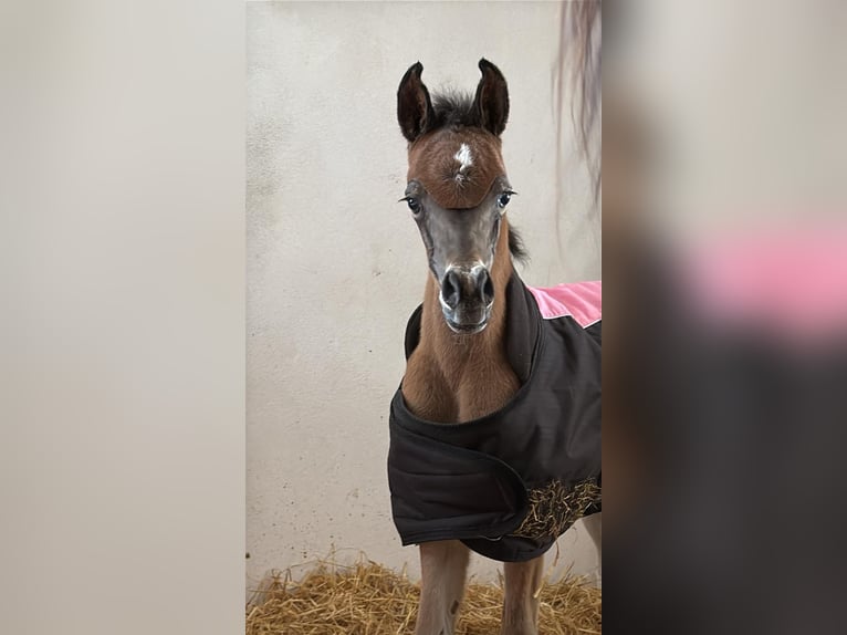 Arabian horses Mare 9 years 14,3 hh Bay-Dark in Elgezabal