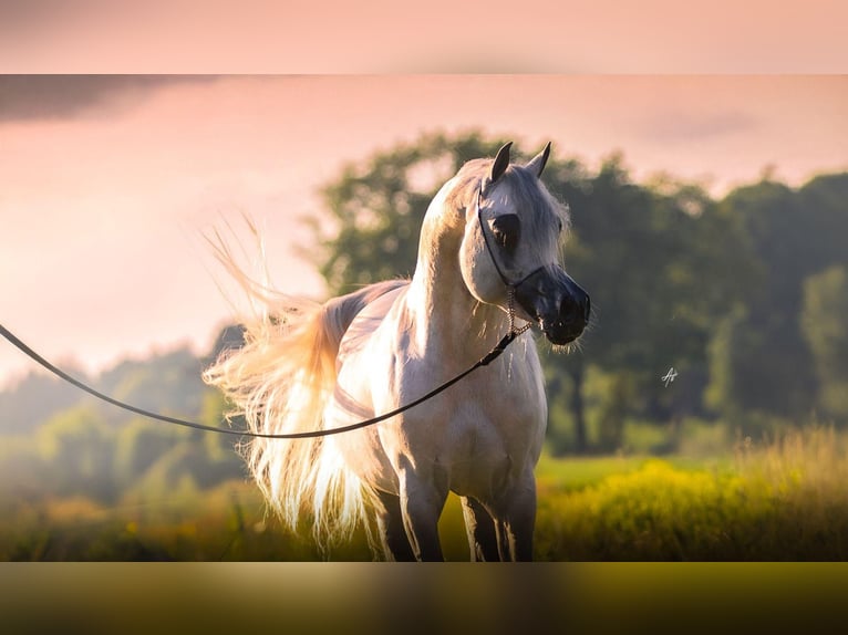 Arabian horses Mare 9 years 14,3 hh Chestnut-Red in BELOEIL