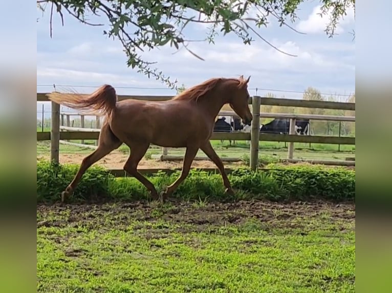 Arabian horses Mare 9 years 14,3 hh Chestnut-Red in BELOEIL