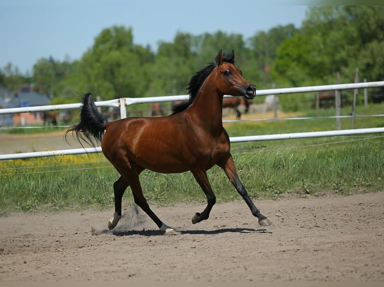 Arabian horses Mare 9 years 14,3 hh in LODZ