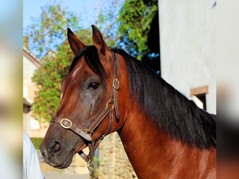 Arabian horses Mare 9 years 15.1 hh Bay-Dark in Kehl