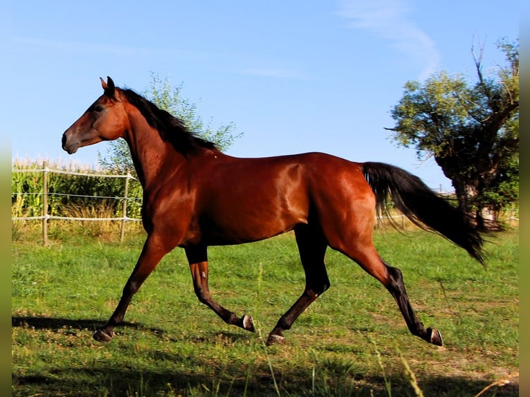 Arabian horses Mare 9 years 15.1 hh Bay-Dark in Kehl