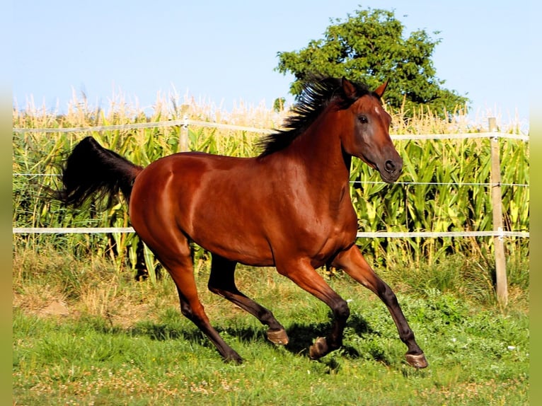 Arabian horses Mare 9 years 15.1 hh Bay-Dark in Kehl