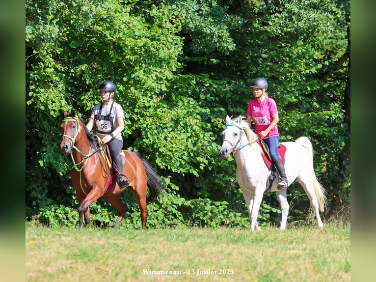 Arabian horses Mare 9 years 15.1 hh Bay-Dark in Kehl