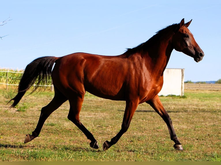 Arabian horses Mare 9 years 15.1 hh Bay-Dark in Kehl